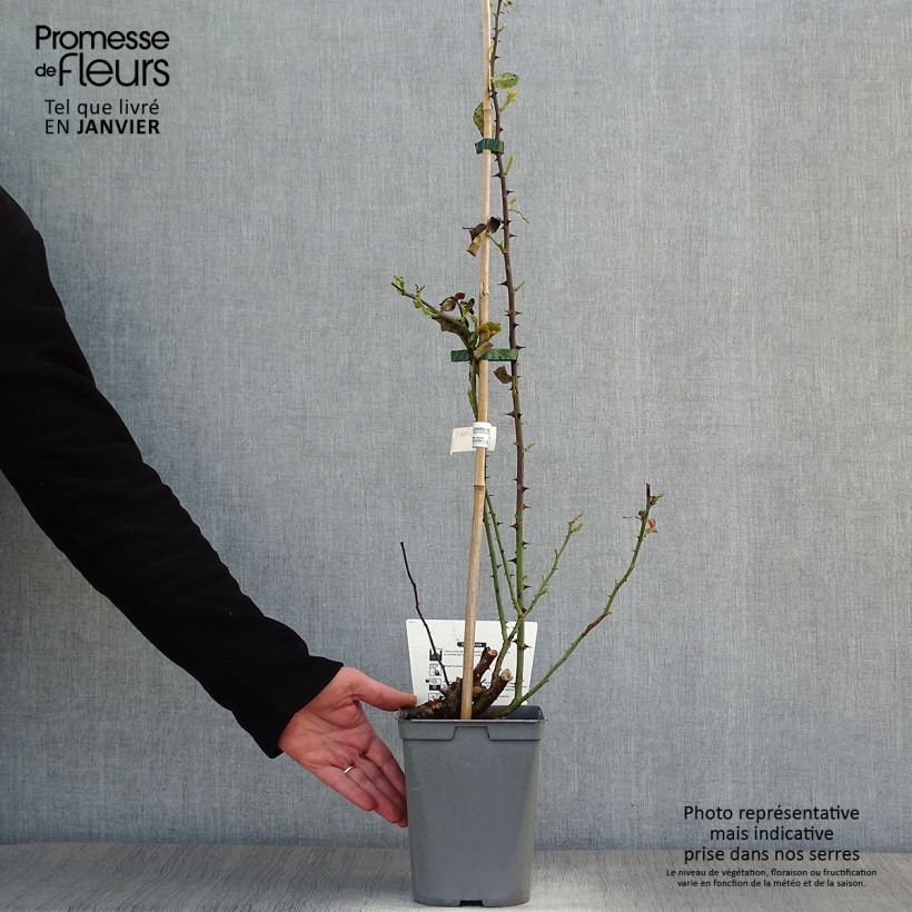 Exemplar von Rosa Julie Andrieu - Kletterrose Topf mit 3L/4L wie im Winter geliefert