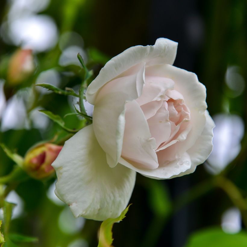 Rosa Madame Alfred Carrière - Kletterrose (Blüte)