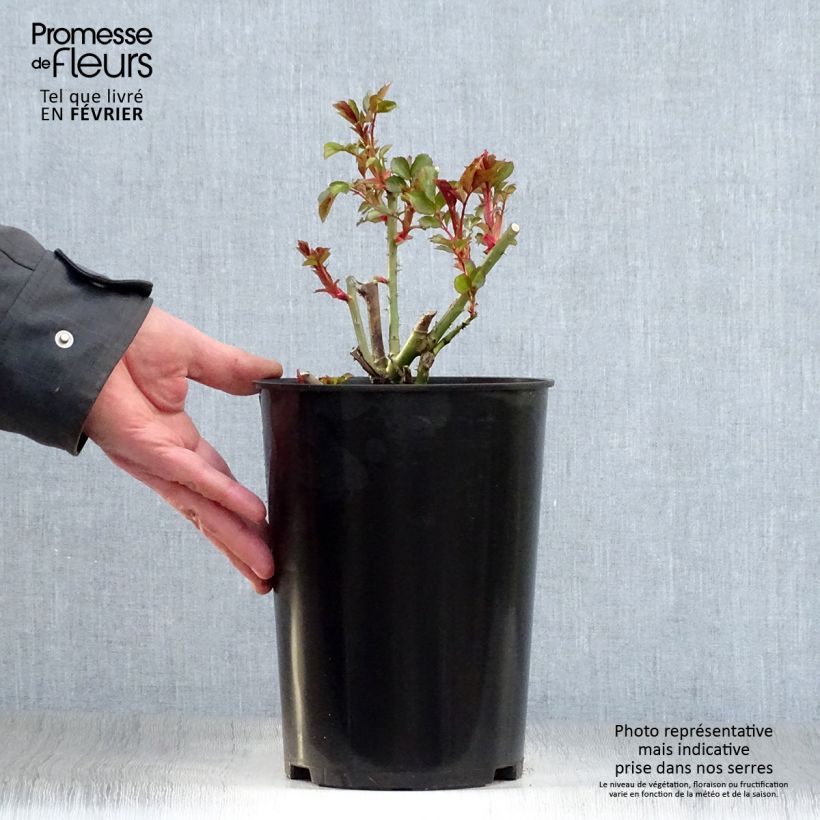 Exemplar von Rosa Mini Eden Rose - Kletterrose Topf mit 4L/5L wie im Winter geliefert