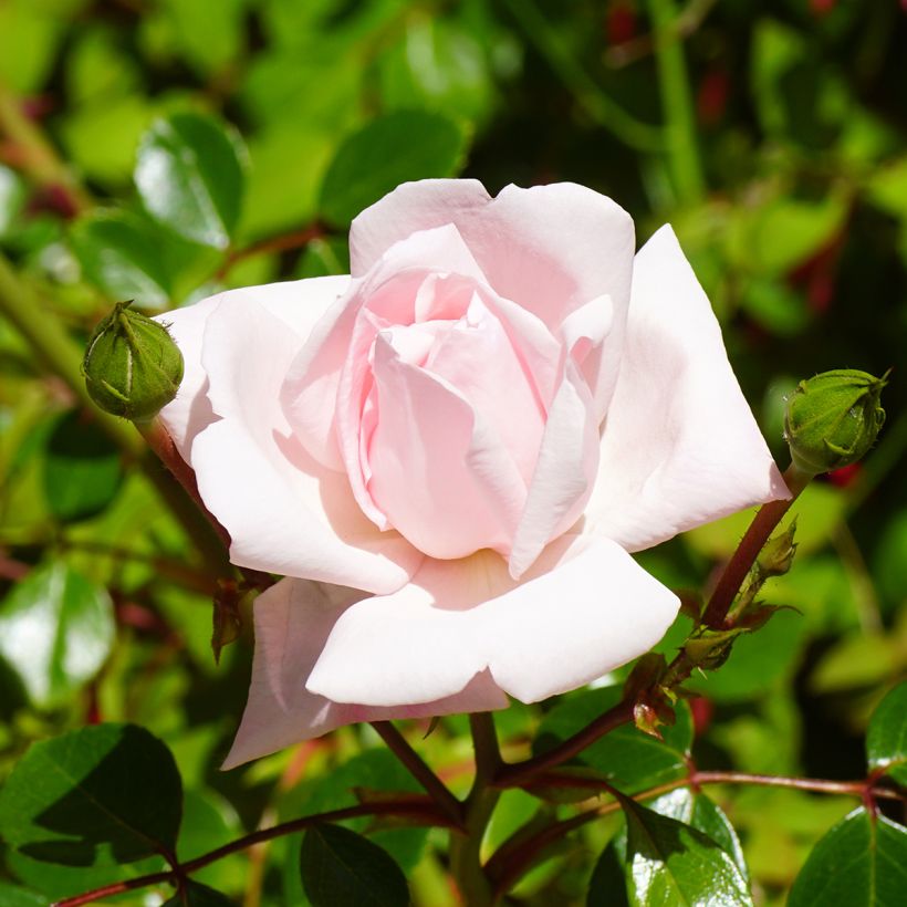 Rosa wichuraiana New Dawn - Kletterrose (Blüte)