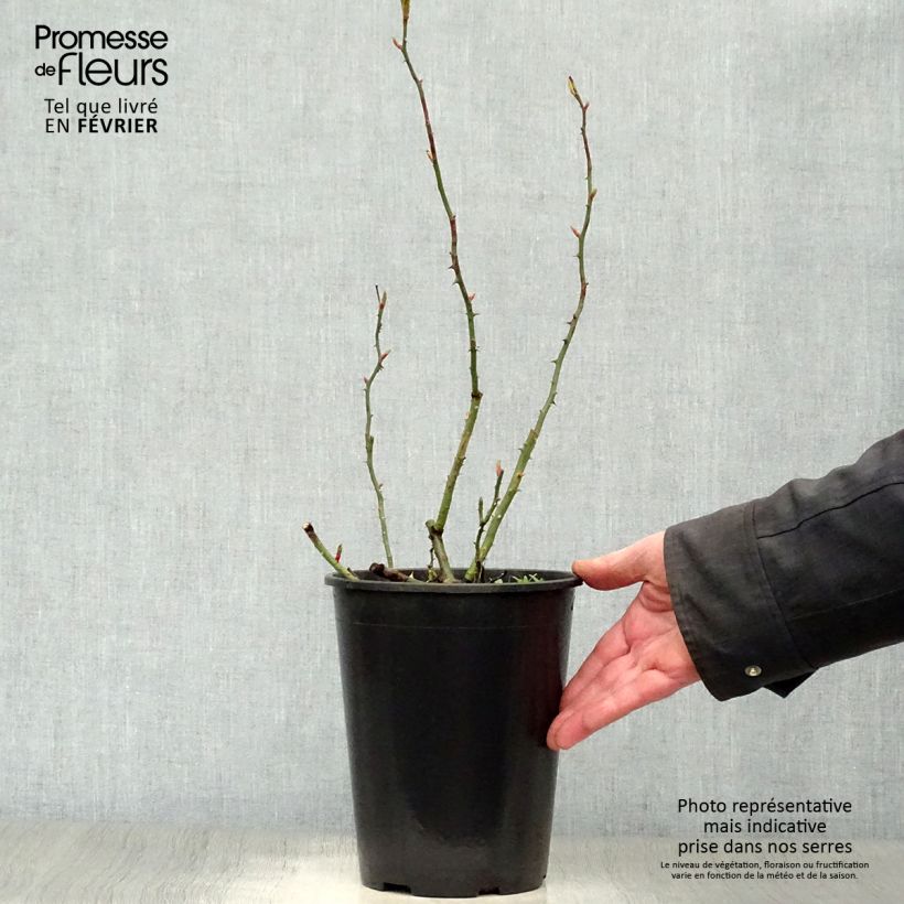 Exemplar von Rosa wichuraiana New Dawn - Kletterrose Topf mit 4L/5L wie im Winter geliefert