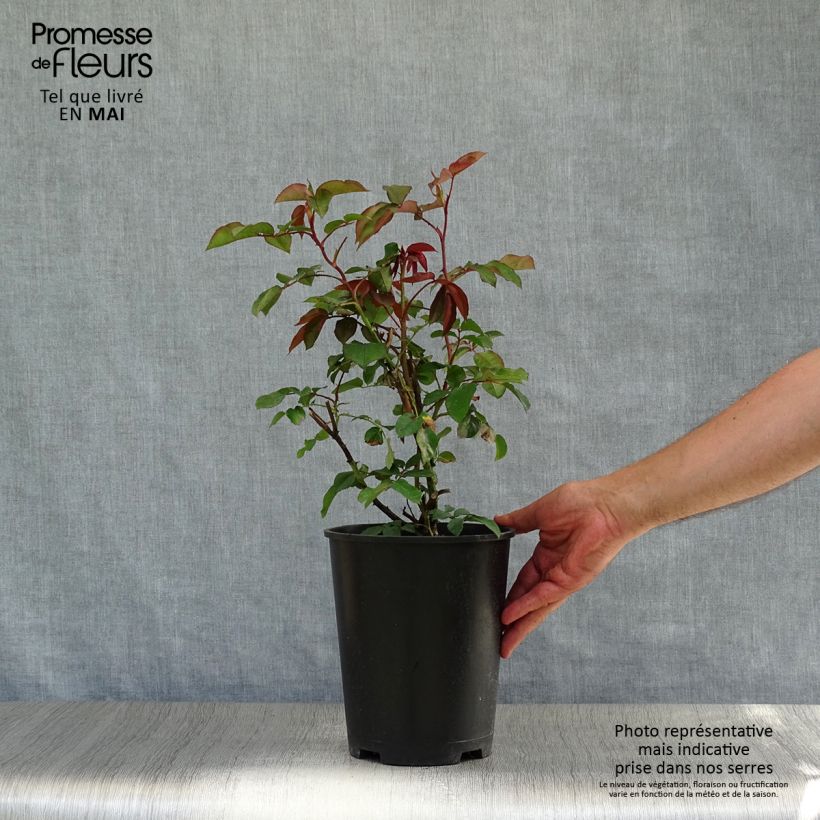 Exemplar von Rosa Orange Climber - Kletterrose Topf mit 4L/5L wie im Frühjahr geliefert