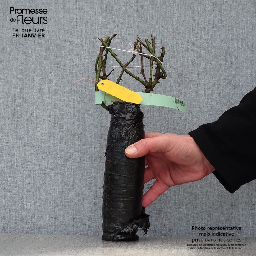 Exemplar von Rosa Ozeana - Kletterrose Wurzelnackt in Beutel wie im Winter geliefert