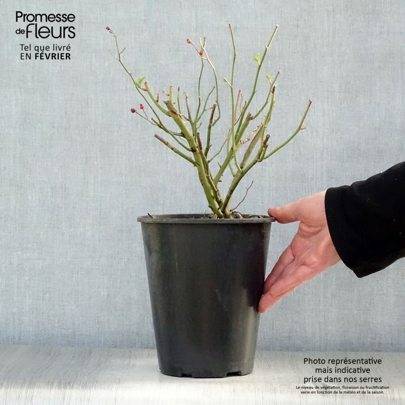 Exemplar von Rosa Perennial Blue - Kletterrose Topf mit 4L/5L wie im Winter geliefert