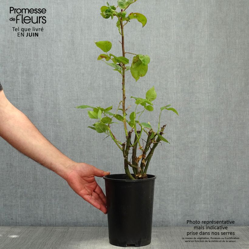 Exemplar von Rosa Pirate - Kletterrose Topf mit 4L/5L wie im Frühjahr geliefert