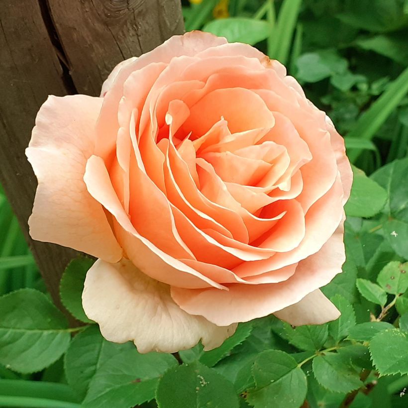 Rosa Polka - Kletterrose (Blüte)