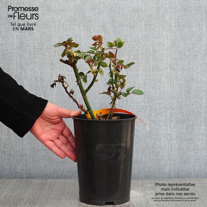 Exemplar von Rosa Red Eden Rose - Kletterrose Topf mit 4L/5L wie im Winter geliefert