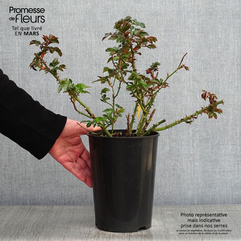 Exemplar von Rosa Rosarium Uetersen - Kletterrose Topf mit 4L/5L wie im Winter geliefert