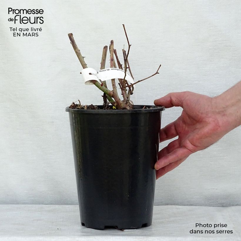 Exemplar von Rosa Sénégal - Kletterrose Topf mit 4L/5L wie im Frühjahr geliefert