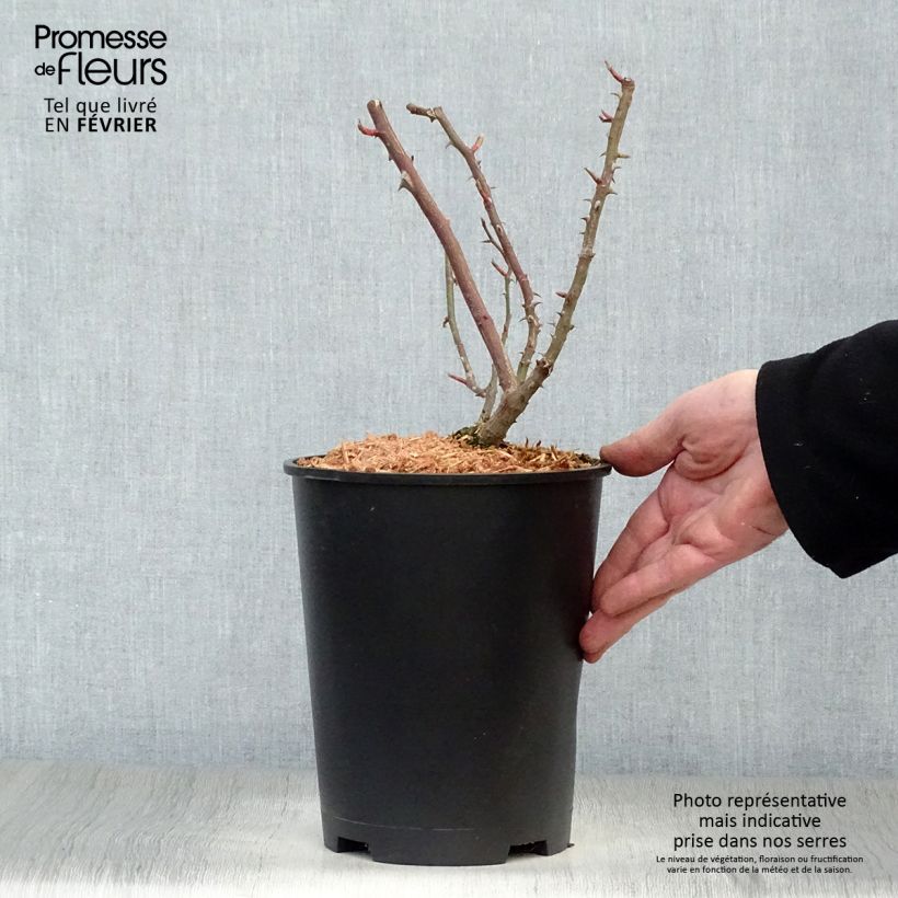 Exemplar von Rosa Shining Beauty - Kletterrose Topf mit 4L/5L wie im Winter geliefert