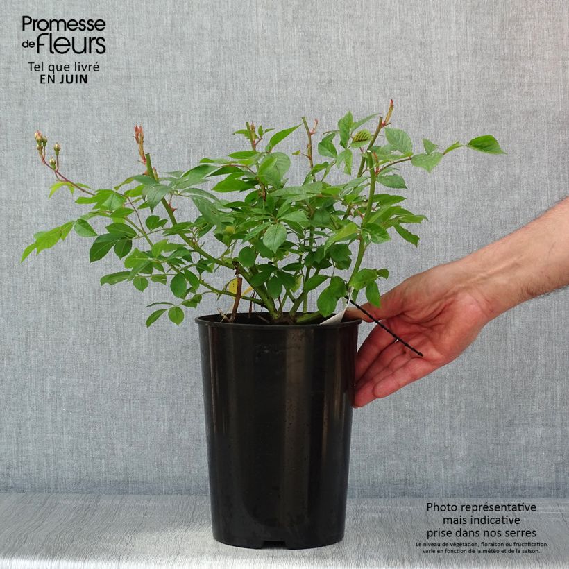 Exemplar von Rosa Siluetta Lavender - Kletterrose Topf mit 4L/5L wie im Frühjahr geliefert