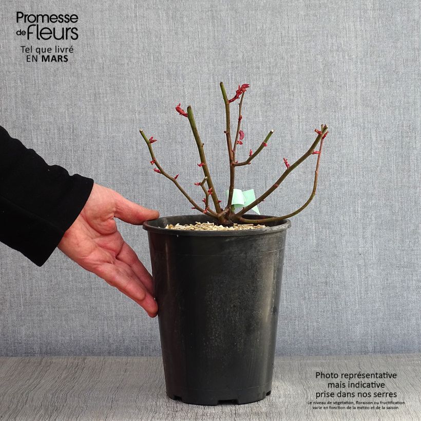 Exemplar von Rosa Zéphirine Drouhin - Kletterrose Topf mit 4L/5L wie im Winter geliefert