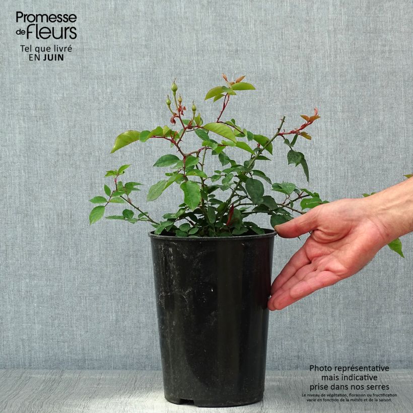 Exemplar von Rosa Adélaïde d’Orléans - Rambler-Rose Topf mit 4L/5L wie im Frühjahr geliefert