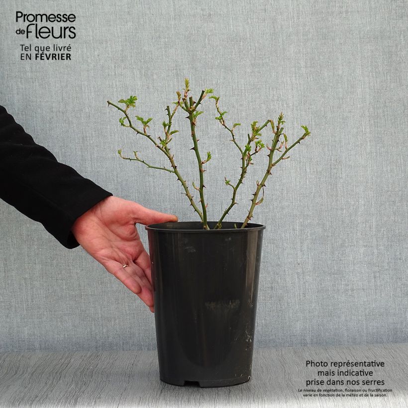Exemplar von Rosa multiflora Blush Rambler - Rambler-Rose Topf mit 4L/5L wie im Winter geliefert