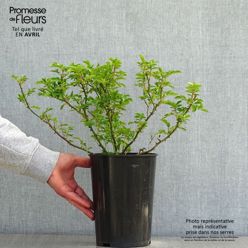 Exemplar von Rosa multiflora Blush Rambler - Rambler-Rose Topf mit 4L/5L wie im Frühjahr geliefert