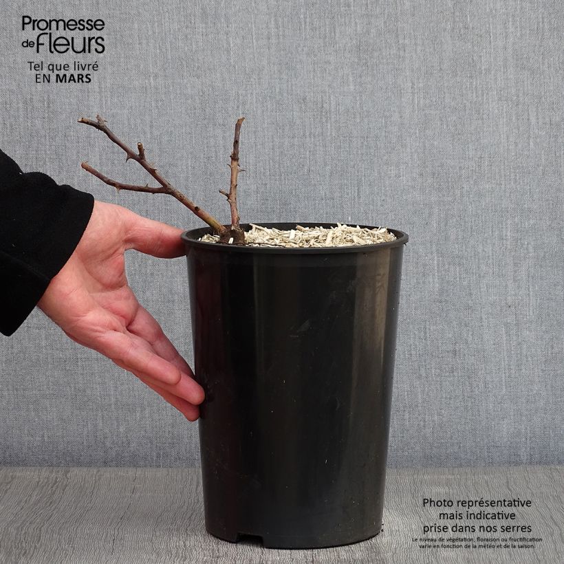 Exemplar von Rosa multiflora Bobbie James - Rambler-Rose Topf mit 4L/5L wie im Winter geliefert