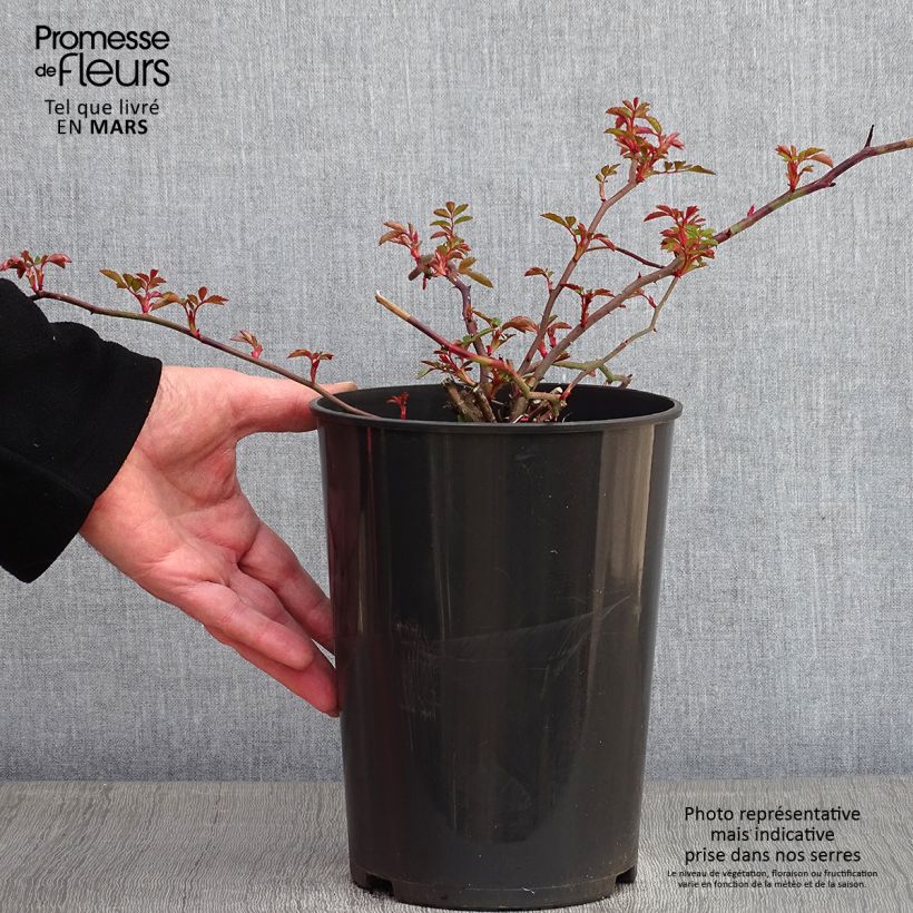 Exemplar von Rosa wichuraiana François Juranville - Rambler-Rose Topf mit 4L/5L wie im Winter geliefert