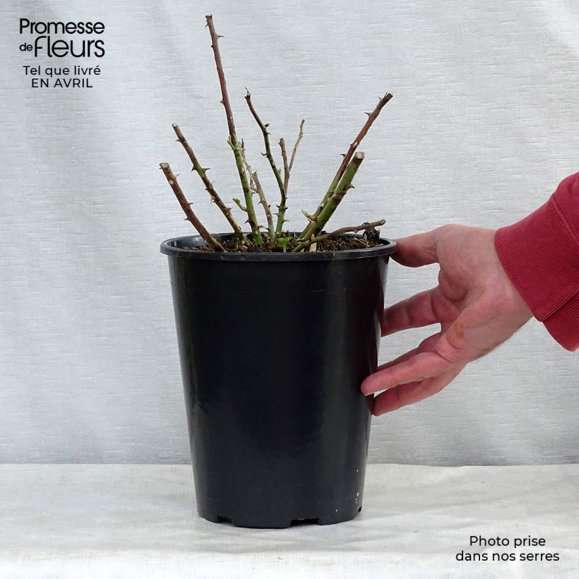 Exemplar von Rosa multiflora Rambling Rector - Alte Rambler-Rose Topf mit 4L/5L wie im Frühjahr geliefert