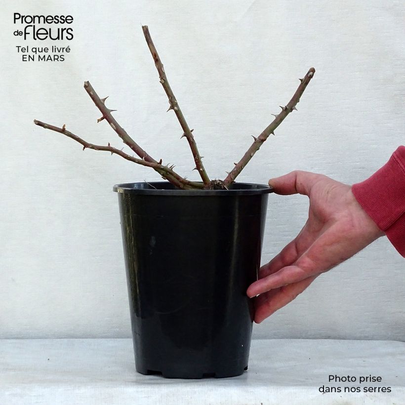 Exemplar von Rosa filipes Kiftsgate - Rambler-Rose Topf mit 4L/5L wie im Winter geliefert