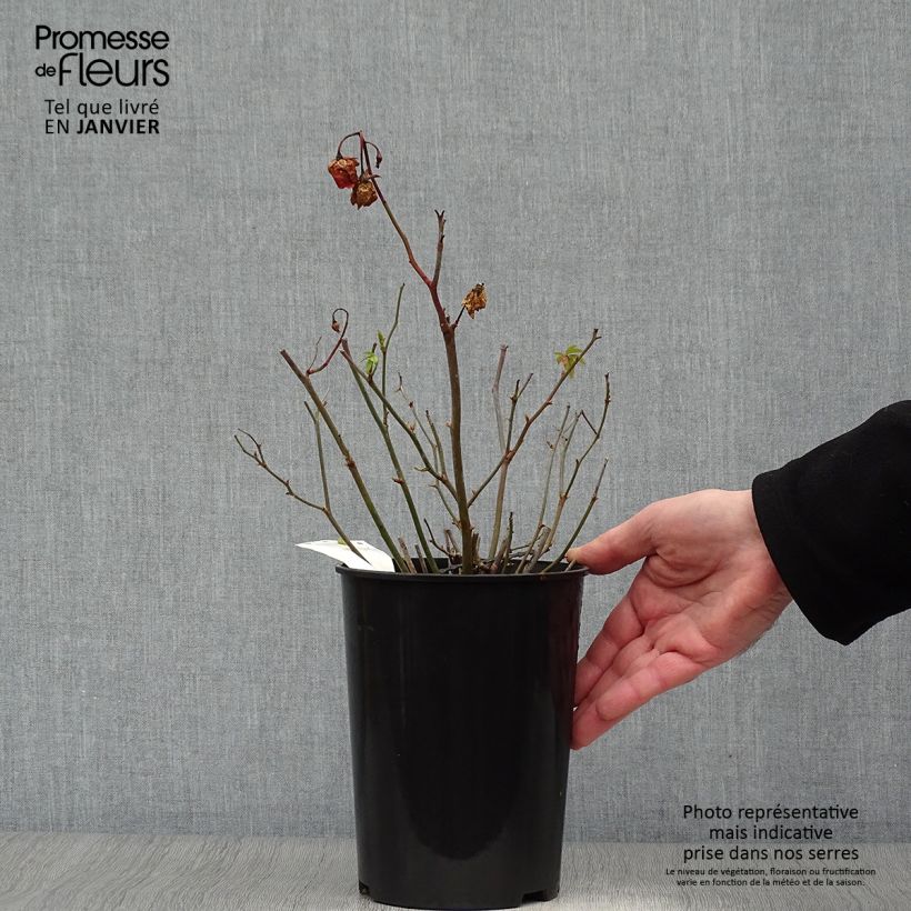 Exemplar von Rosa polyantha Orange Morsdag - Zwerg-Parkrose Topf mit 3L/4L wie im Winter geliefert