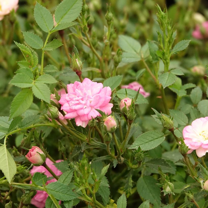 Rosa Galaxy Naos - Zwergrose (Blüte)