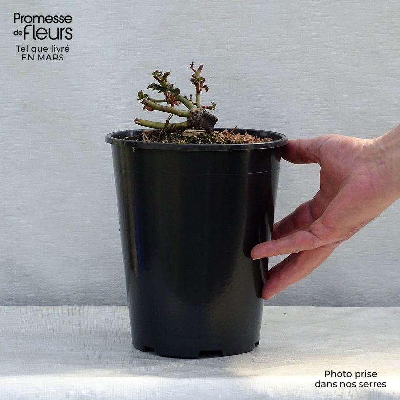 Exemplar von Rosa polyantha Charmant Korpeligo - Zwerg-Parkrose Topf mit 2L/3L wie im Winter geliefert