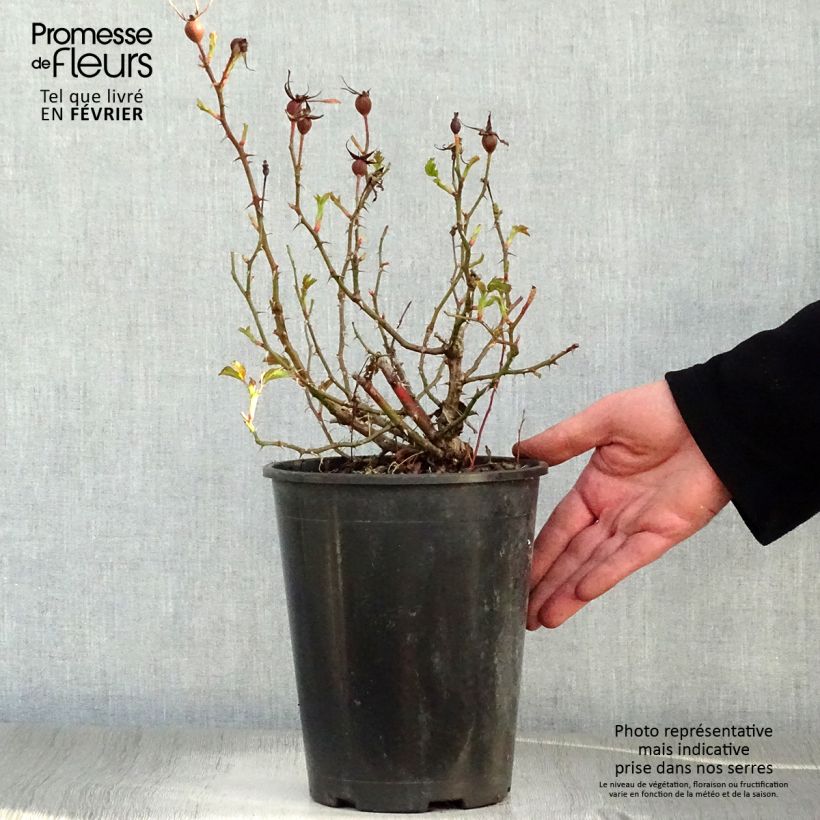 Exemplar von Rosa persica Cream Babylon Eyes - Zwerg-Parkrose Topf mit 4L/5L wie im Winter geliefert