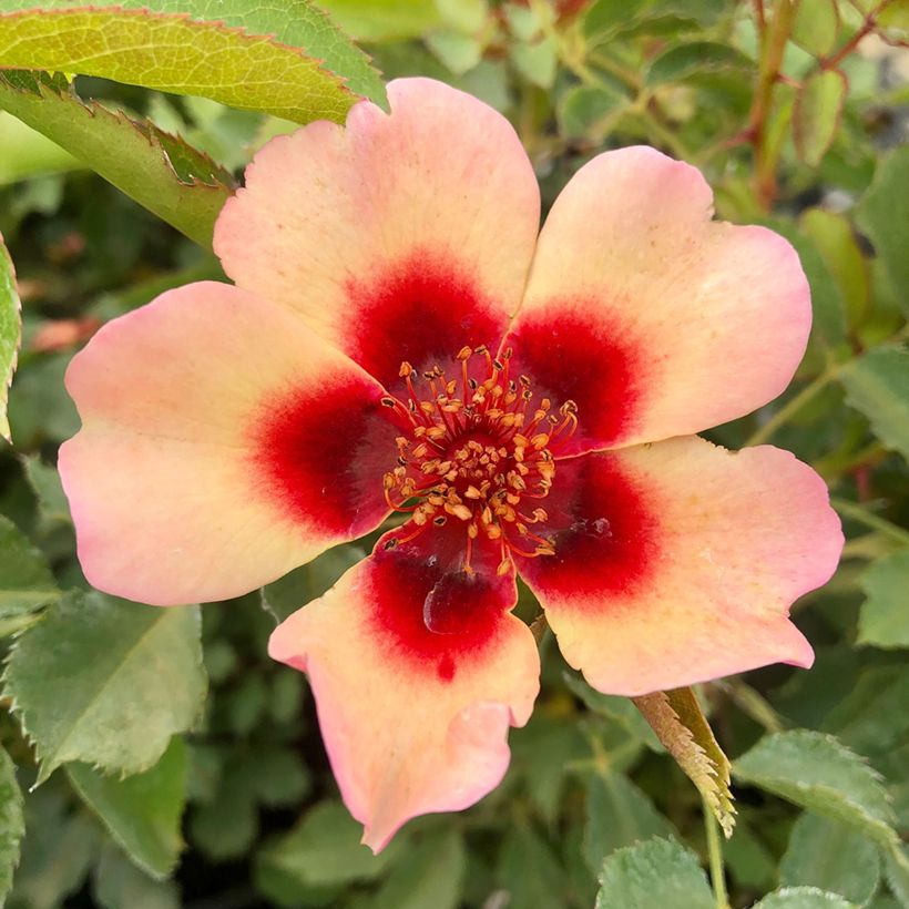 Rosa persica Fancy Babylon Eyes - Zwerg-Parkrose (Blüte)