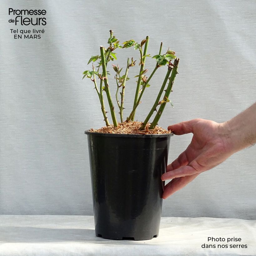 Exemplar von Rosa polyantha Lemon Fizz Kolorscape - Zwerg-Parkrose Topf mit 3L/4L wie im Winter geliefert