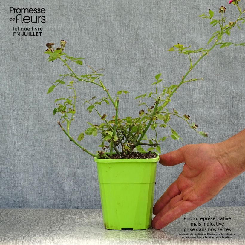 Exemplar von Rosa polyantha Lilliputs Roxy - Zwerg-Parkrose Topf mit 3L/4L wie im Sommer geliefert
