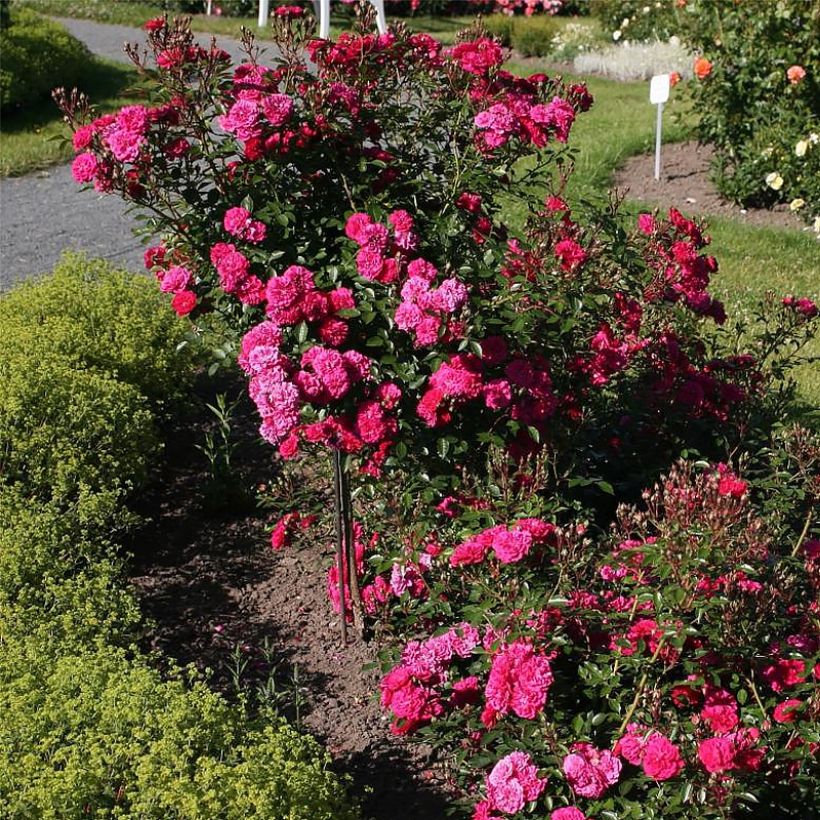 Rosa polyantha Lilliputs Roxy - Zwerg-Parkrose (Hafen)