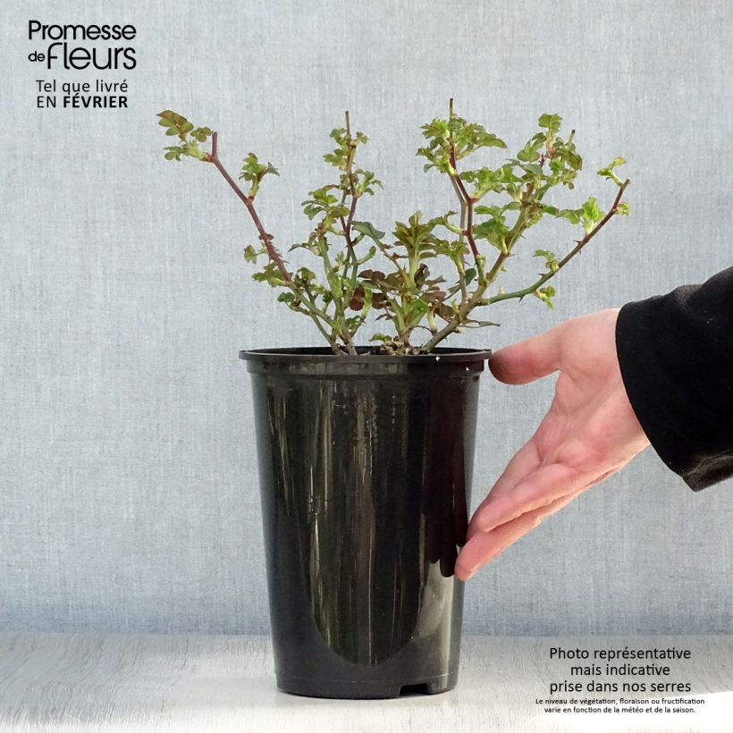 Exemplar von Rosa polyantha Lilliputs Little Sunset - Zwerg-Parkrose Topf mit 3L/4L wie im Winter geliefert