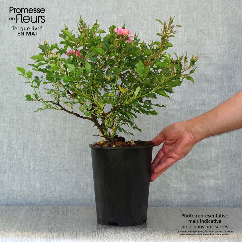 Exemplar von Rosa persica Trendy Babylon Eyes - Zwerg-Parkrose Topf mit 4L/5L wie im Frühjahr geliefert