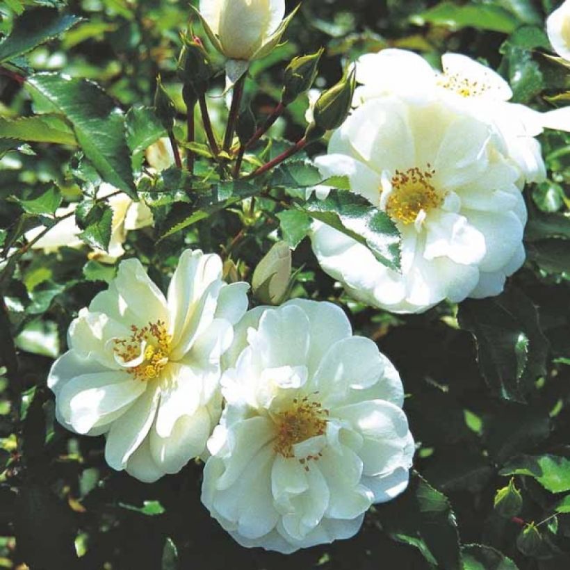 Rosa Schneeflocke (Opalia) - Rambler-Rose (Blüte)