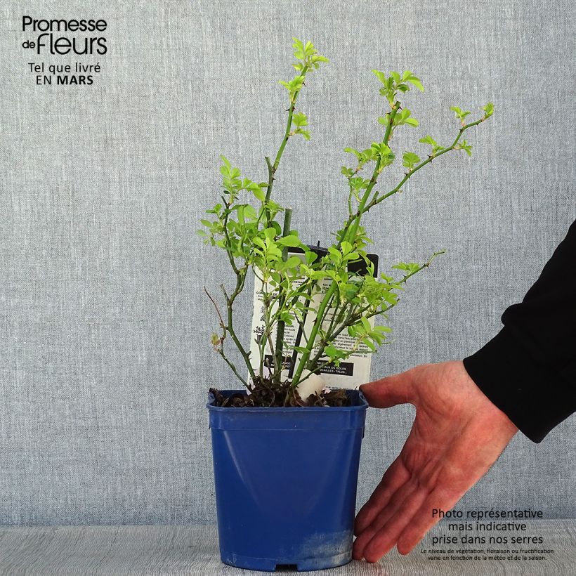 Exemplar von Rosa Rosanatura Rosea - Parkrose Topf mit 2L/3L wie im Winter geliefert