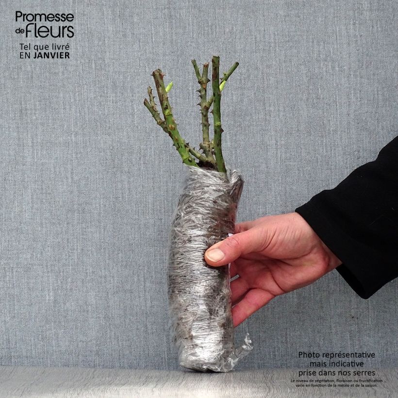 Exemplar von Rosa Les Quatre Saisons - Parkrose Wurzelnackt in Beutel wie im Winter geliefert