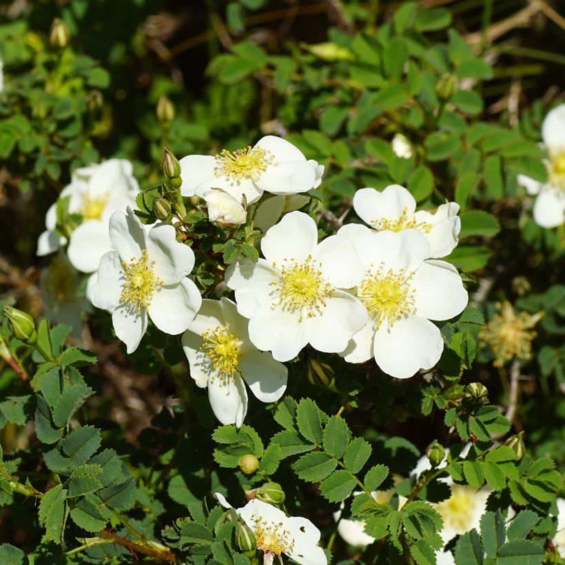 Rosa pimpinellifolia - Dünen-Rose (Blüte)