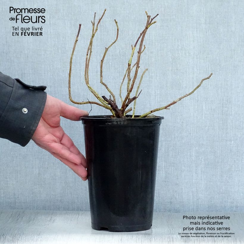 Exemplar von Rosa rugosa Alba - Apfelrose Topf mit 3L/4L wie im Winter geliefert