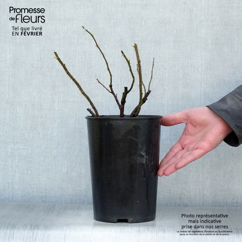 Exemplar von Rosa rugosa Blanc Double de Coubert - Apfelrose Topf mit 4L/5L wie im Winter geliefert