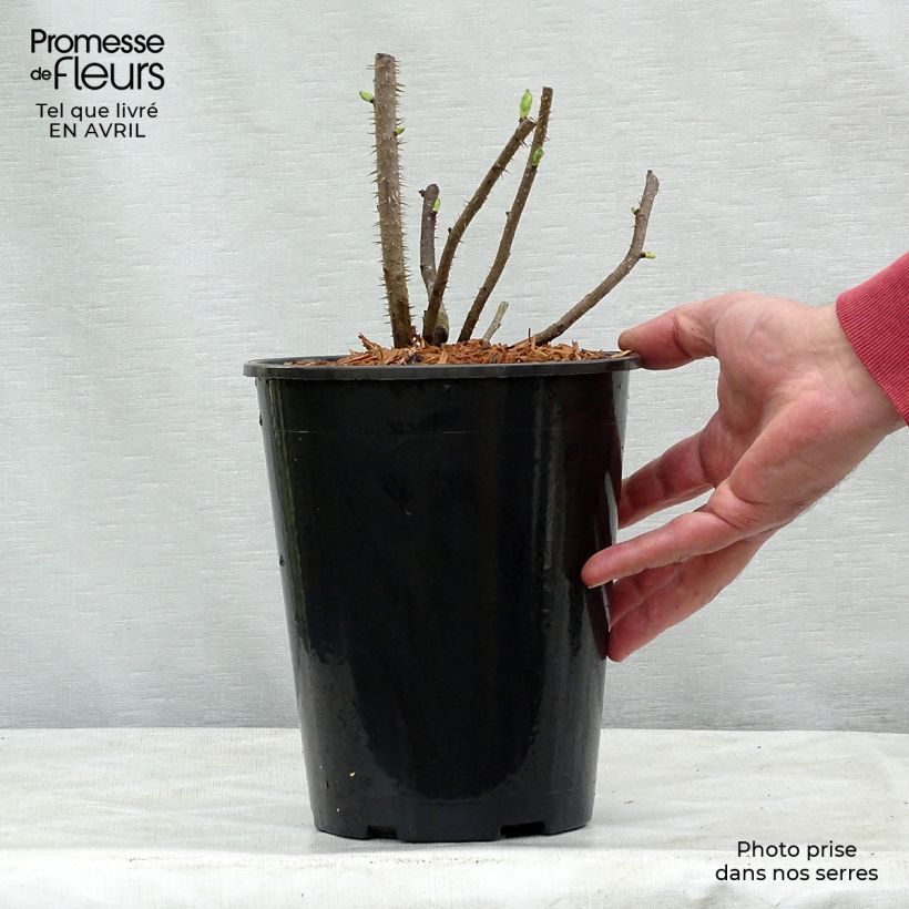 Exemplar von Rosa rugosa Blanc Double de Coubert - Apfelrose Topf mit 4L/5L wie im Frühjahr geliefert