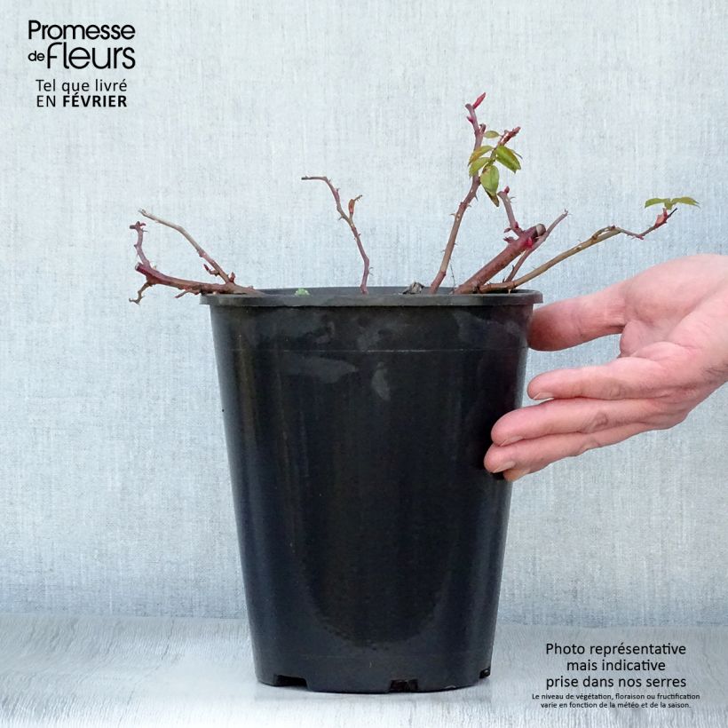 Exemplar von Rosa rugosa Frau Dagmar Hastrup - Apfelrose Topf mit 2L/3L wie im Winter geliefert