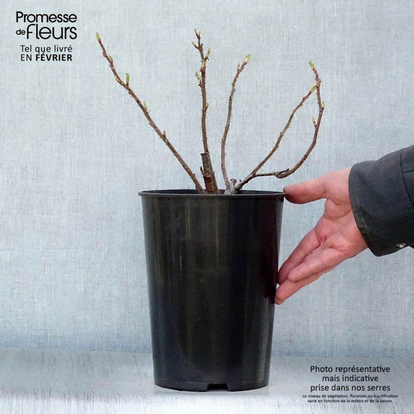 Exemplar von Rosa rugosa Hansa - Apfelrose Topf mit 4L/5L wie im Winter geliefert