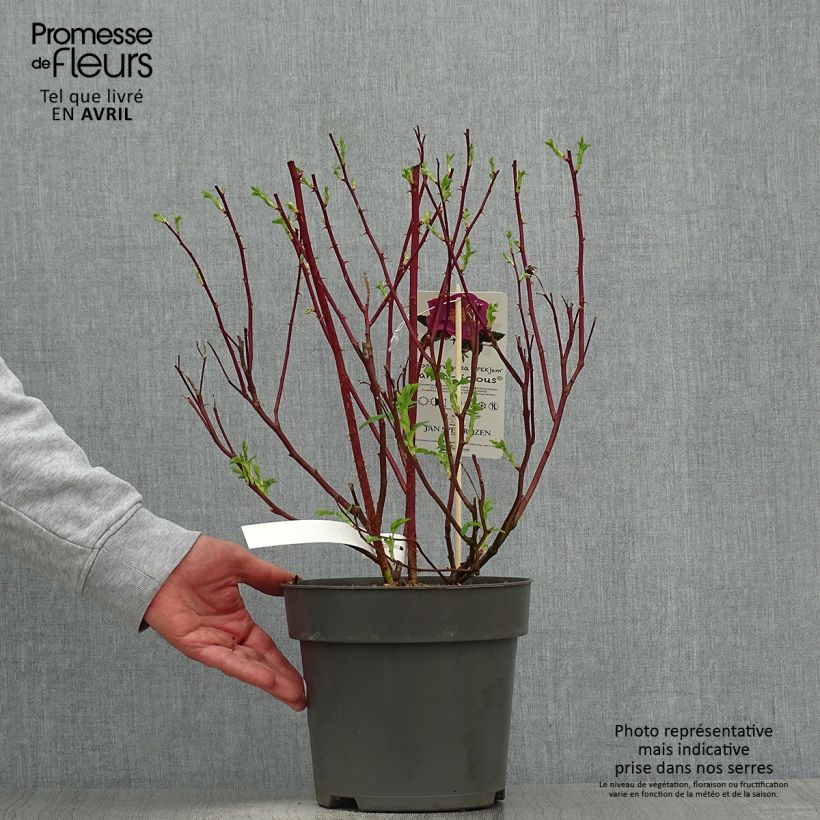 Exemplar von Rosa Jam-a-licious - Apfelrose Topf mit 4L/5L wie im Frühjahr geliefert