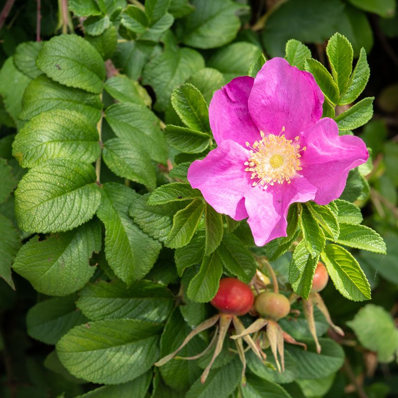 Rosa Jam-a-licious - Apfelrose (Blüte)