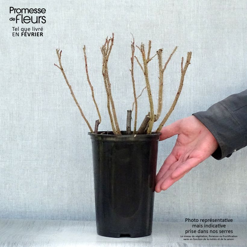 Exemplar von Rosa rugosa - Apfelrose Topf mit 2L/3L wie im Winter geliefert