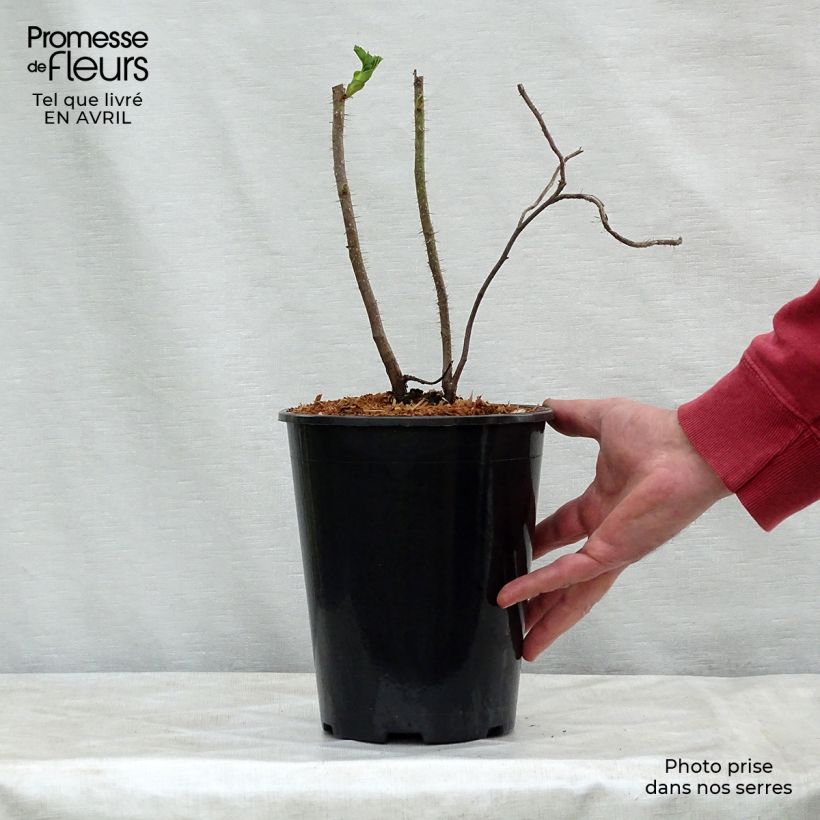 Exemplar von Rosa rugosa - Apfelrose Topf mit 2L/3L wie im Frühjahr geliefert