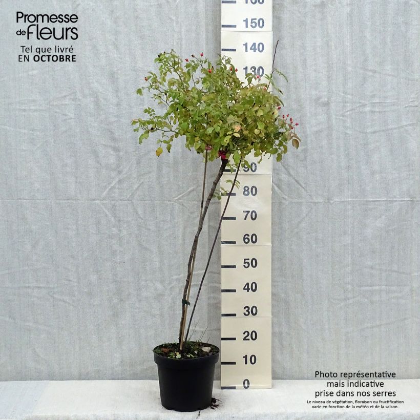 Exemplar von Stammrose Stammrose Heidetraum (Emera) Topf mit 7,5L/10L, Stamm wie im Herbst geliefert