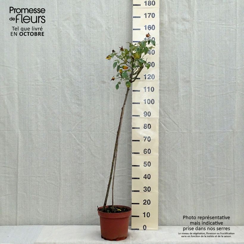 Exemplar von Stammrose Friesia Koresia Topf mit 7,5L/10L, Stamm wie im Herbst geliefert