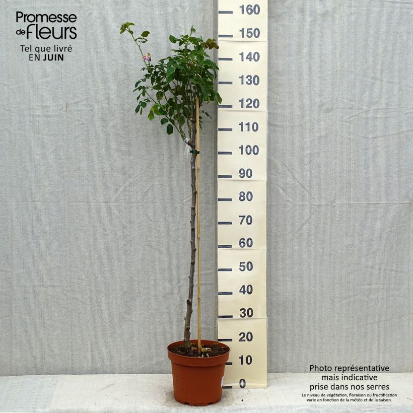 Exemplar von Stammrose David Austin Gertrude Jekyll Topf mit 7,5L/10L, Stamm wie im Sommer geliefert