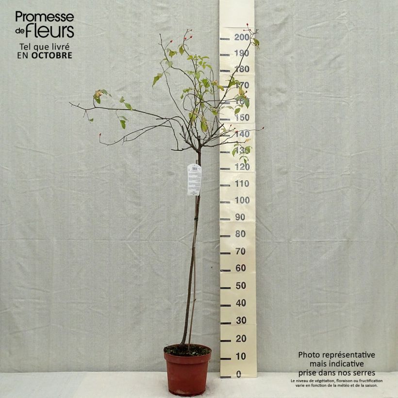 Exemplar von Stammrose Guirlande d'Amour Topf mit 7,5L/10L, Stamm wie im Herbst geliefert